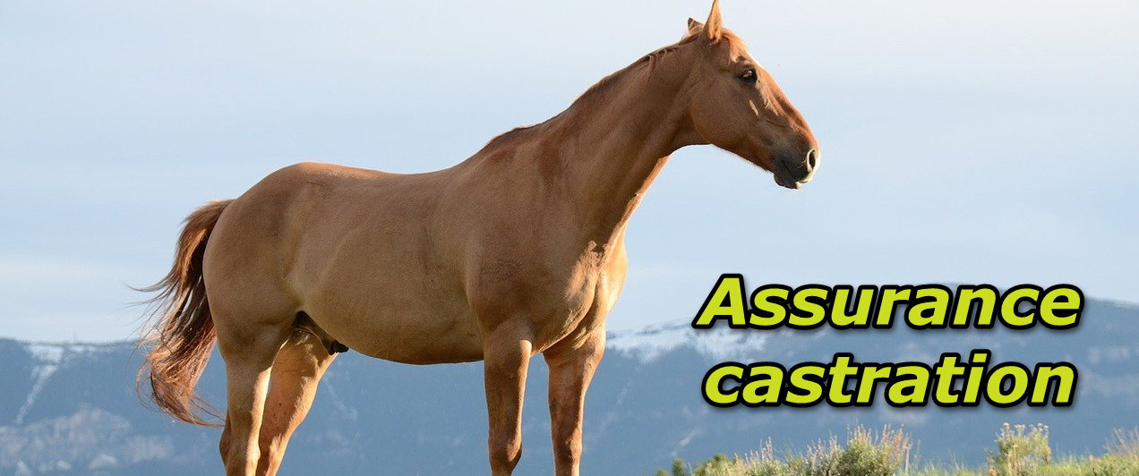 L'assurance castration