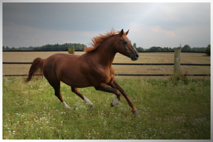 La Rc Centre Equestre Watinco Assurances Equestres
