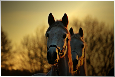 La Rc Centre Equestre Watinco Assurances Equestres