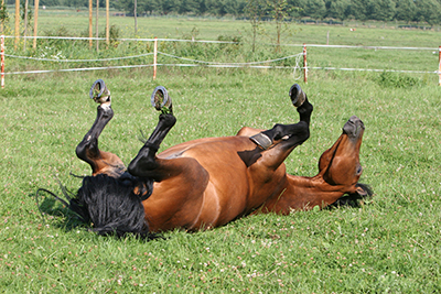 Valeur agréée du cheval