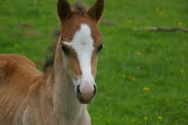 Garantie frais vétérinaires pour chevaux