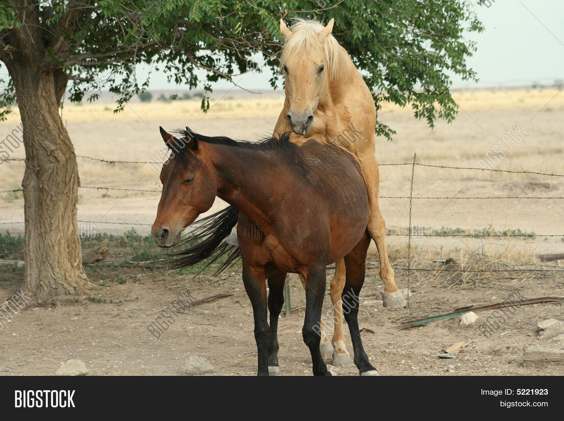 Garantie mortalité et vol pour cheval